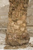 Photo Texture of Palm Bark 0002